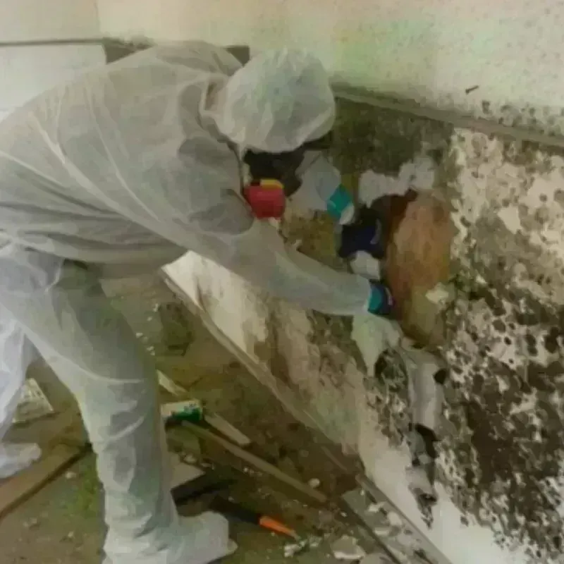 Mold Remediation and Removal in West Chester, PA